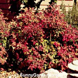 Nandina domestica, Dwarf Sacred Bamboo, Sacred Bamboo