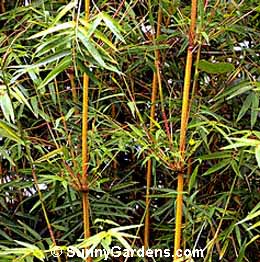 Bambusa glaucescens, Alphonse Karr Bamboo, Bambusa multiplex 'Alphonse Karrr'