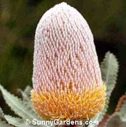 Banksia burdetii, Burdett's Banksia