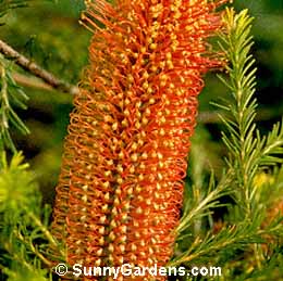 Banksia ericifolia, Heath-Leaved Banksia