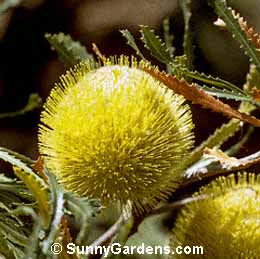 Banksia laevigata laevigata, Tennis Ball Banksia