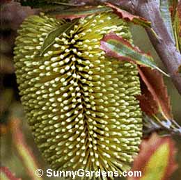 Banksia lemanniana