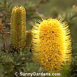 Banksia marginata, Silver Banksia