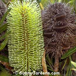 Banksia serrata, Saw Banksia