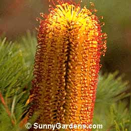 Banksia spinulosa, Hairpin Banksia