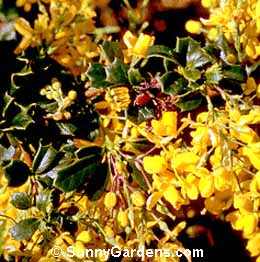Berberis darwinii, Darwin Barberry