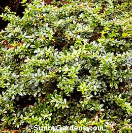 Berberis x gladwynensis, Barberry