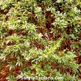 Berberis julianae, Wintergreen Barberry