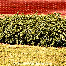 Berberis x mentorensis, Mentor Barberry