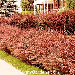 Berberis thunbergii, Japanese Barberry