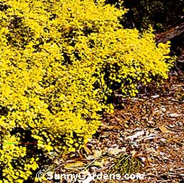 Berberis thunbergii, Barberry Japanese Golden