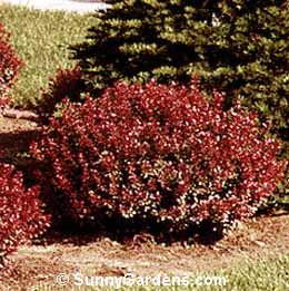 Berberis thunbergii, Japanese Barberry, Crimson Pygmy Barberry