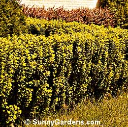 Berberis thunbergii, Japanese Erect Barberry, Truehedge Columnberry