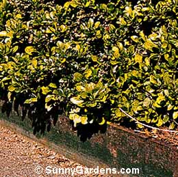 Berberis thunbergii, Japanese Kobold Barberry