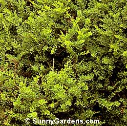 Berberis thunbergii, Minor Japanese Barberry