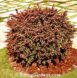 Berberis thunbergii atropurpurea, Japanese Red Leaf Barberry