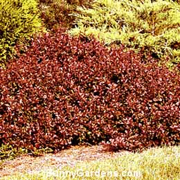 Berberis thunbergii atropurpurea, Japanese Crimson Pyg Barberry