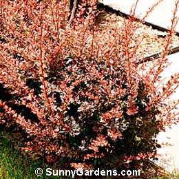 Berberis thunbergii atropurpurea, Rose Glow Barberry