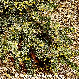 Berberis verruculosa, Warty Barberry