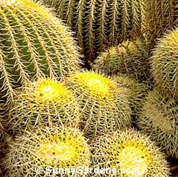 Echinocactus grusonii, Golden Barrel Cactus