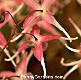 Epimedium grandiflorum, Barrenwort