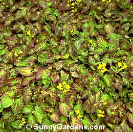 Epimedium pinnatum, Persian Epimedium, Barrenwort
