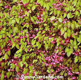 Epimedium x rubrum, Red Barrenwort, Barrenwort