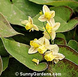 Epimedium x versicolor, Barrenwort