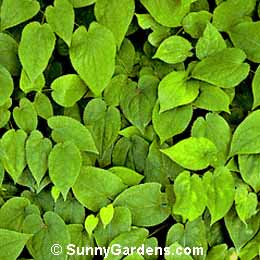 Epimedium x youngianum, Bishop's Hat, Bishop's Mitre, Barrenwort