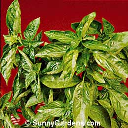 Ocimum basilicum, Sweet Basil, Common Basil