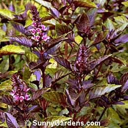 Ocimum basilicum, Basil