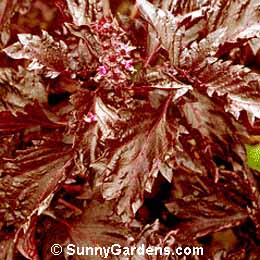 Ocimum basilicum, Basil