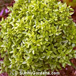 Ocimum basilicum, Spicy Globe Basil, Sweet Basil, Common Basil