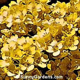 Aurinia saxatilis, Sulphur Basket-of-Gold, Alyssum saxatile