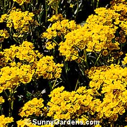 Aurinia saxatillis, Compact Basket-of-Gold, Gold Dust Basket-of-Gold, Alyssum saxatile
