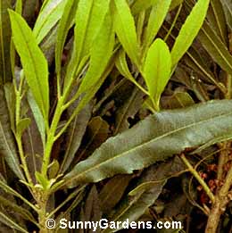 Myrica californica, Pacific Wax Myrtle, Pacific Bayberry