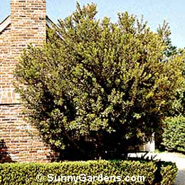 Myrica cerifera, Southern Bayberry, Wax Myrtle
