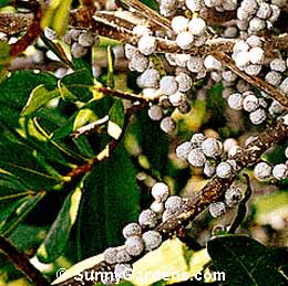 Myrica pennsylvatica, Bayberry