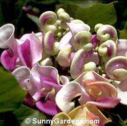 Phaseolus caracalla, Snail Flower, Snail Vine, Corkscrew Flower