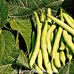 Phaseolus coccineus, Scarlet Runner Bean