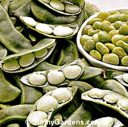 Phaseolus limensis, Lima Bean, Butter Bean, Pole Lima Bean