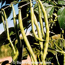 Phaseolus vulgaris, Snap Beans, Green Beans, Kidney Beans