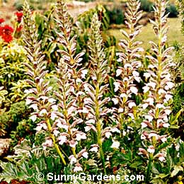 Acanthus mollis, Bear's Breech