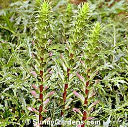 Acanthus spinosissimus, Bear's Breech