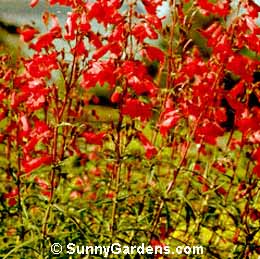 Penstemon, Beard Tongue
