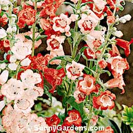 Penstemon, Beard Tongue