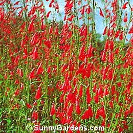 Penstemon barbatus coccineus, Scarlet Bugler