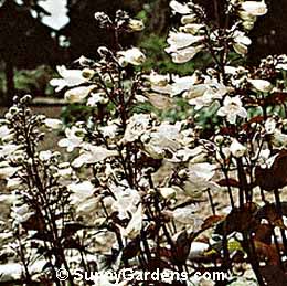 Penstemon digitalis, Foxglove Penstemon