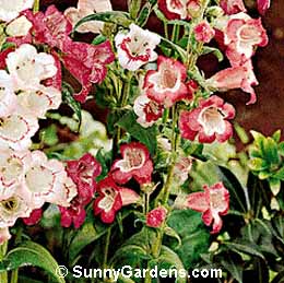 Penstemon x gloxinioides, Gloxinia Penstemon