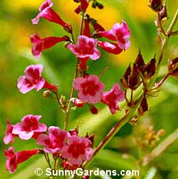 Penstemon parryi, Beard Tongue